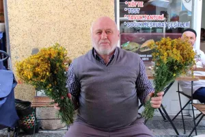 Sarı kantaron